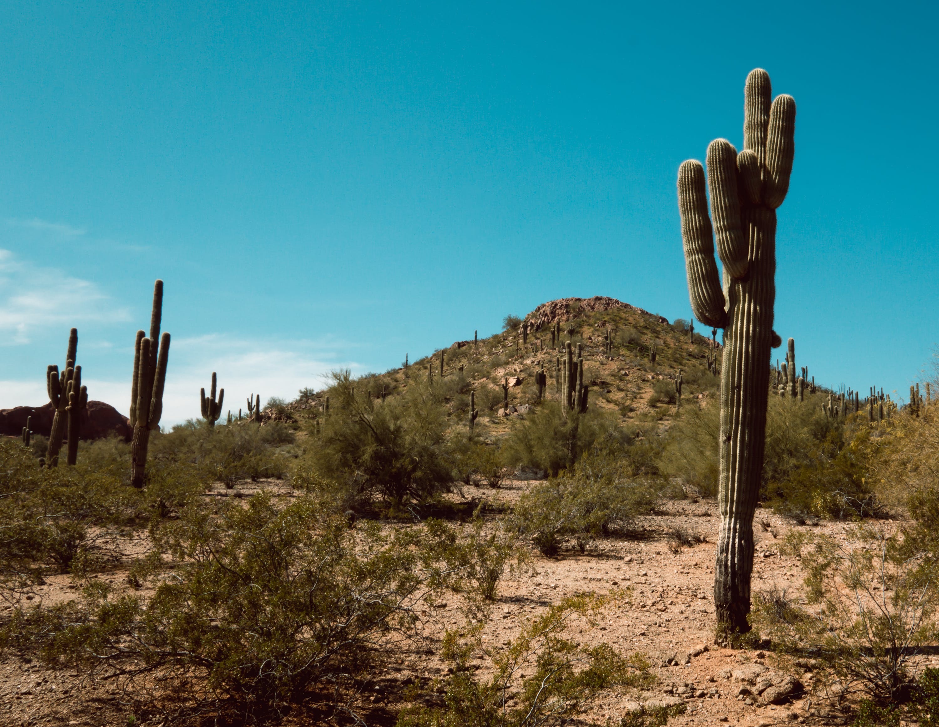 desert cactus